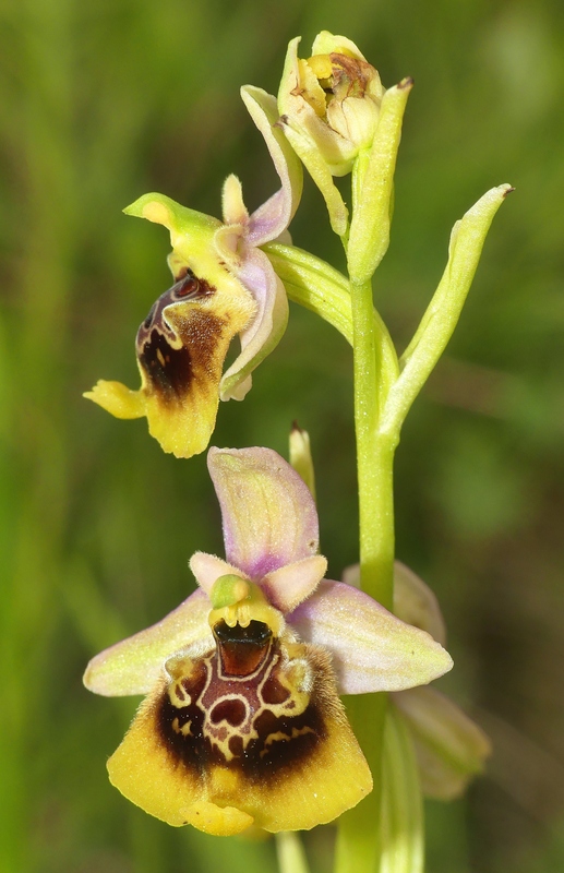 Ophrys lacaitae tra introgressioni e forme ibride  Molise 2023.